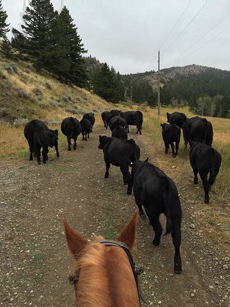 pushing cows at 63 ranch montana 