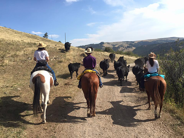 cow work at 63 ranch montana