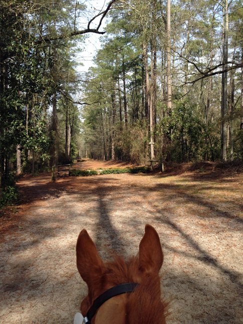 Cross Country Jumps Hitchcock Woods Aiken