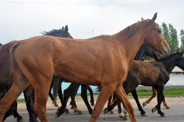 crossbreds on the road towards Talas kyrgyzstan