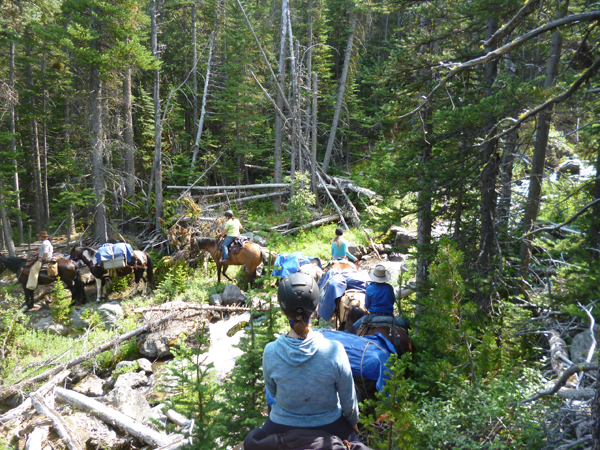 crossing creek with pack horses