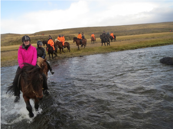 crossing river in iceland on icelandic horses