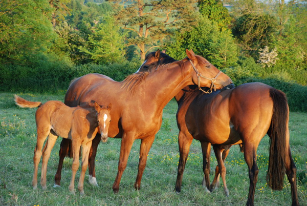 Crossogue Ireland horse farm