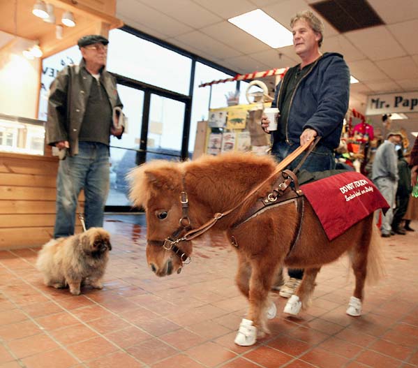 Miniature Guide Horse