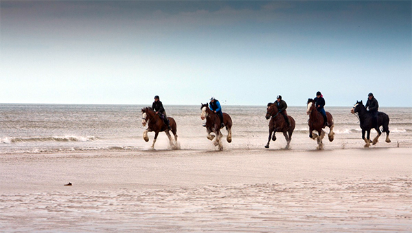 Cumbrian Heavy Horses Galloping on the beach England