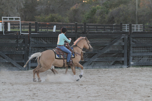 Cutting Cattle Reined Cow Horse Experience