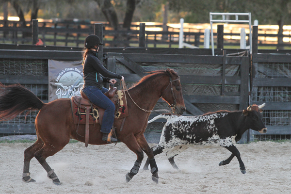 Cutting Cattle Reined Cow Horse Western Riding