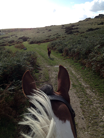 Dartmoor Derby horse riding UK foal