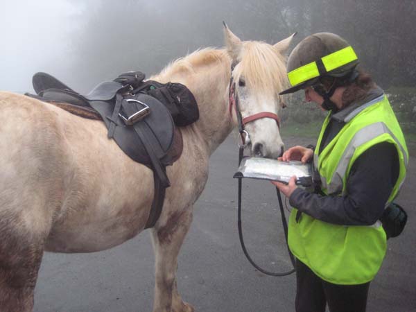 dartmoor horse riding in fog