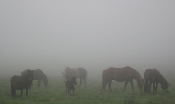 Dartmoor horse riding