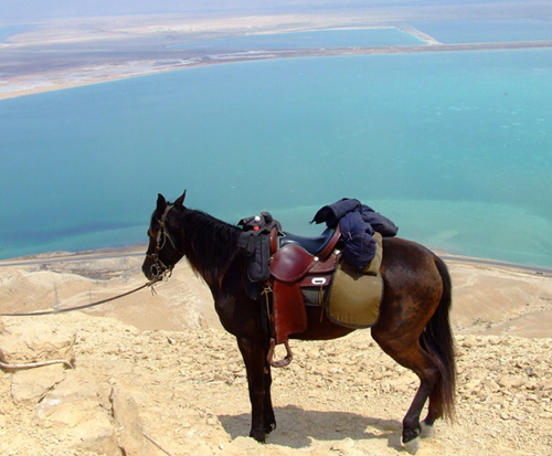 dead sea israel horseback