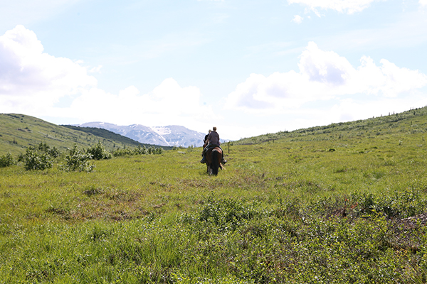 denali alaska horseback riding