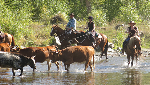 Rocking Z Guest Ranch Montana Parelli Natural Horsemanship Ranches