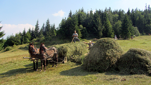 Romania Equestrian Vacations