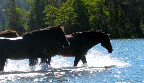 Horses swimming in the lake at Tsylos Park Lodge a Canadian wilderness lodge