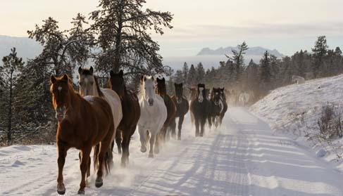 Horses running on the road at Tsylos Park Lodge a Canadian wilderness lodge