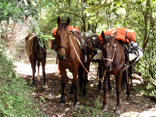 Dom horse rescue