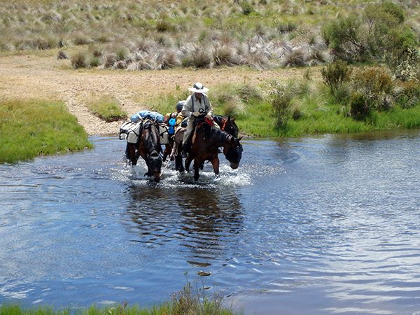 standardbred rescue