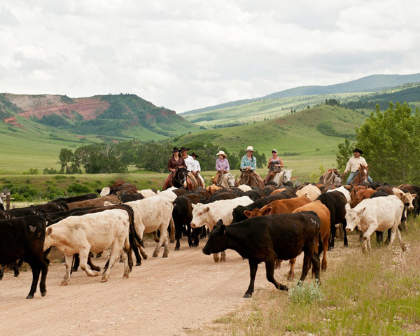double rafter cattle drive vacations
