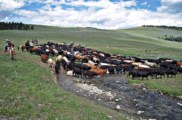 Doublerafter Cattle Drives Wyoming