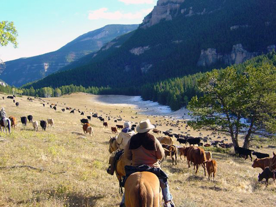 doublerafter cattle drives wyoming