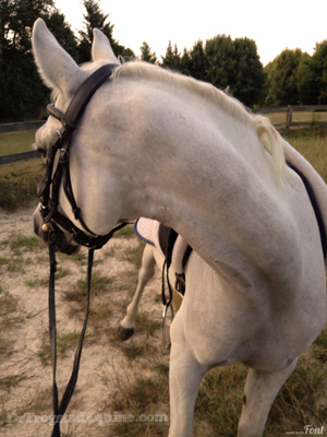 dr trogstad arabian horse training