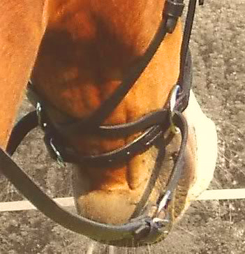 dr cook bitless bridle