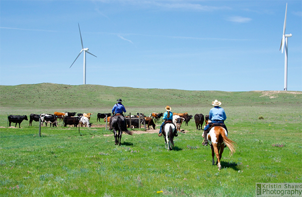 Driving cattle pastures colorado