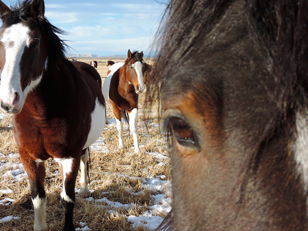 Drowsy Water Ranch Horses