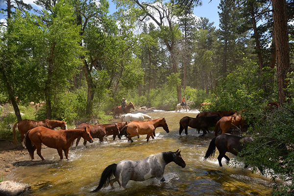 Eatons Ranch Bighorn National Forest