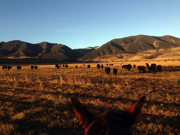 eatons ranch october cattle work