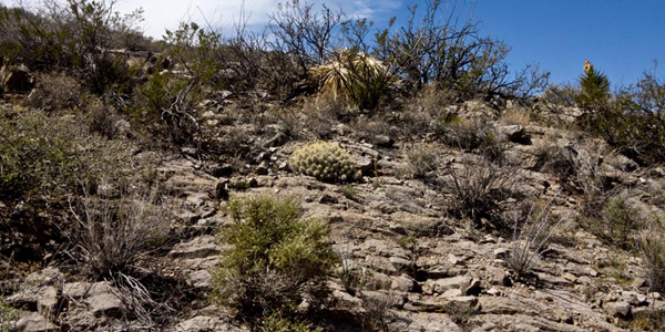 eco garden cacti new mexico