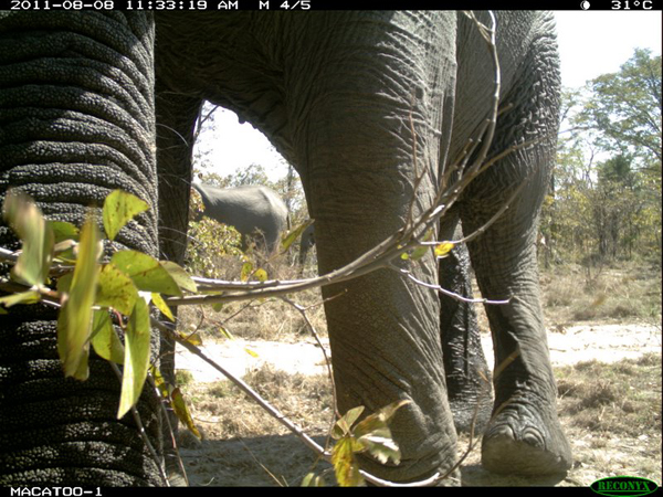 Okavango Delta elephants