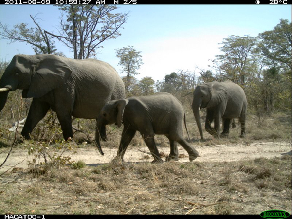 Elephants Okavango
