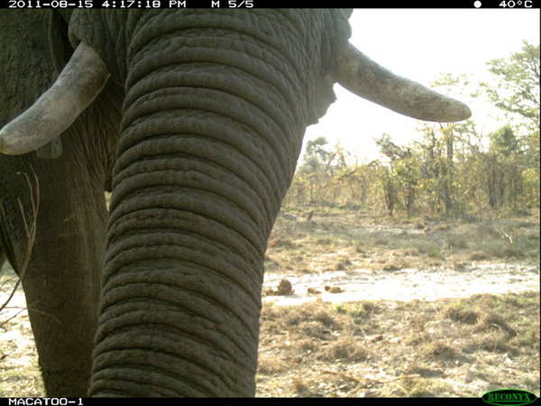 Elephants in the Delta