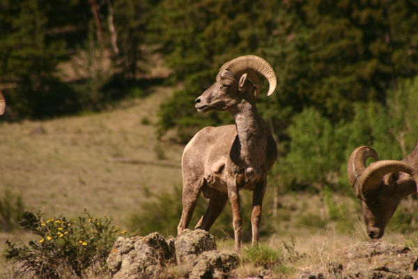 elk mountain guest ranch colorado