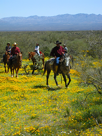 elkhorn ranch arizona trail ride