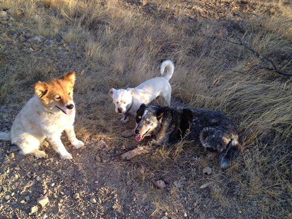 Elkhorn Ranch arizona dogs