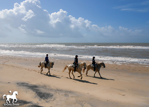 dressage training on the beach epona equestrian center spain