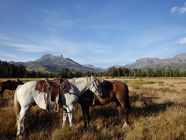 horses resting after trail ride in yellowstone national park 