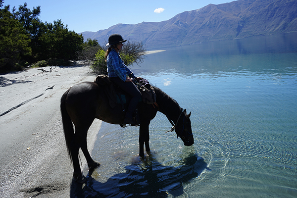 a guest horseback riding through New Zealand takes a break as her horse drinks from a stream hosted by Adventure Horse Trekking