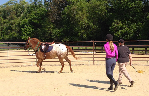 Equi-Spective Experience Salamander Resort Equestrian