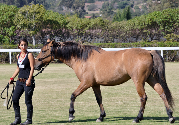 equine internship