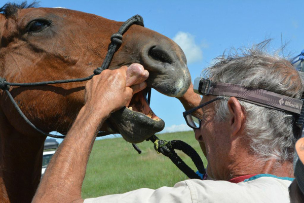 eric davis rvets veterinarian horse dentists