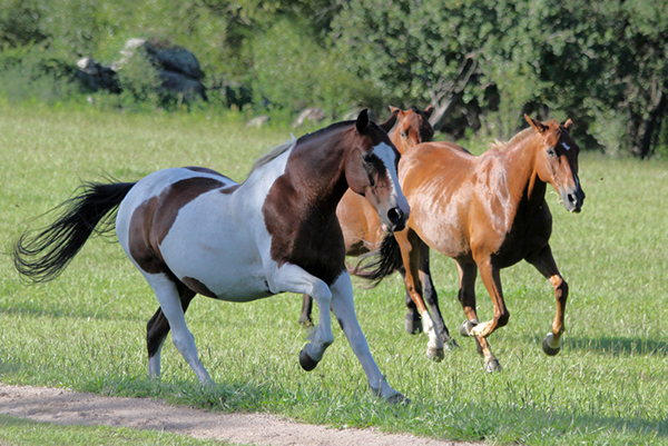 Argentina Ranch Vacations Los Potreros Equitrekking Travel