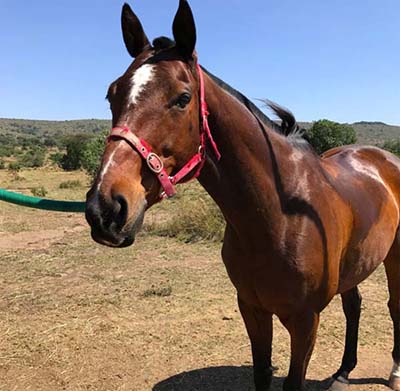 kenya horse safari