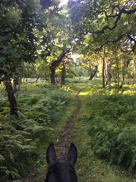 between the ears view from horseback of fairy glen in windsor great park uk