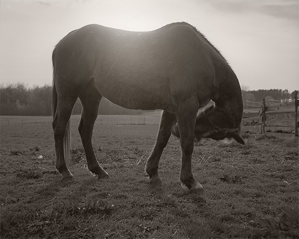 feona pregnant horse