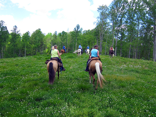 fields of clovers on horseback in West Virginia