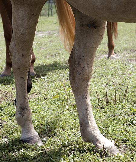 feona's horse scars